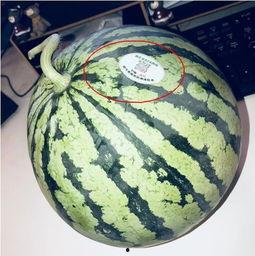 老挝网红吃瓜最新,揭秘当地美食文化新潮流