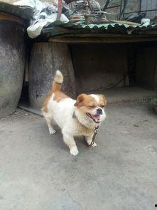 日韩宠物萌系少妇视频在线播放,在线播放萌态十足