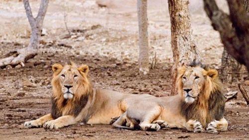 亚洲狮受伤视频,勇敢的狮王遭遇困境