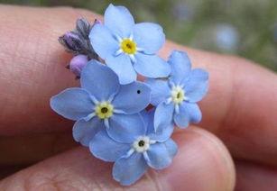 日韩写真勿忘我在线视频